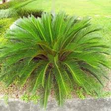 Cycas palm
